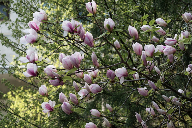 Magnolia flowers